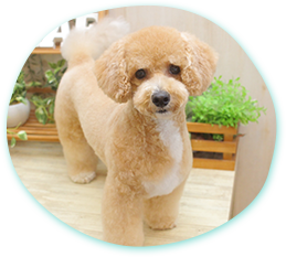 キレイも健康もトリミングに込める想い トリミング