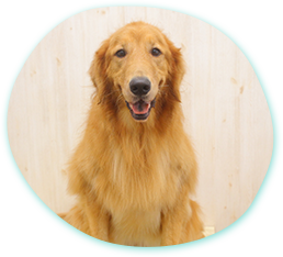 キレイも健康もトリミングに込める想い トリミング